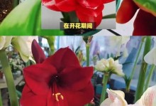 如何正确养护朱顶红（浇水、日照、温度、肥料，朱顶红养护全攻略）