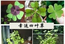 四叶草，花还是草？（解密四叶草的真实身份）