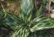 芦荟的分类与特点（揭秘芦荟的种族身份、生态环境和药用功效）