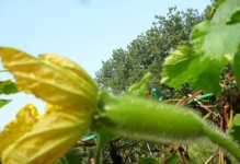 冬瓜的花是什么颜色？（探究冬瓜花的奥秘）