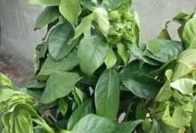 家里养的花为何突然掉叶子？（探究花叶脱落的原因及应对方法）