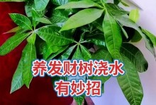 发财树的茂盛养殖技巧（护理方法、注意事项、疾病防治）