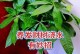 发财树的茂盛养殖技巧（护理方法、注意事项、疾病防治）