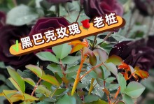 以黑玫瑰怎么种？（探索黑玫瑰的种植技巧）