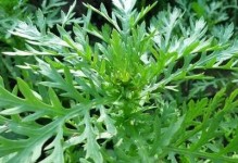 黄荆的耐寒温度及其特点（了解黄荆的冬季保护与栽培技巧）