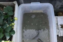 海棠花怎么浇水？（海棠花的生长水分需求及浇水技巧。）