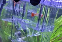 凤尾繁殖的技巧与方法（掌握凤尾繁殖的关键，让您的水族箱充满生机）