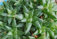 冬季怎样养护草玉露？