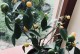 家庭种橘子树的方法与技巧（如何在家里种植优质的橘子树？）