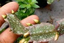 蟹爪兰换盆后变软怎么办？（如何处理蟹爪兰换盆后变软的问题）