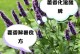 藿香花的营养与食用方法（探索藿香花的美食之旅）