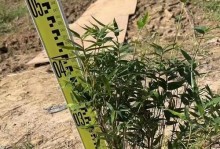 凤尾竹过高怎么修剪？（打造理想高度，一步步修剪）