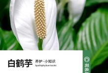 拯救濒危物种（保护白掌，守护生态多样性）