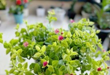 牡丹花适合室内养吗？（探究牡丹花的室内养殖条件及注意事项）