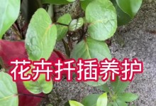 以扦插米兰养护过程（详细介绍扦插米兰养护的步骤及注意事项）