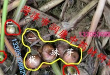 半夏退化的原因与治理方法（保护生态，治理半夏退化）