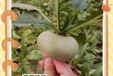 红心萝卜种植攻略（春季种植最佳，如何育苗、施肥、管理？）