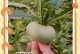 红心萝卜种植攻略（春季种植最佳，如何育苗、施肥、管理？）