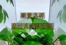 绿萝种植与茂盛的秘密（探索绿萝茂盛成长的技巧与方法）