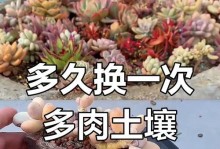 红宝石多肉换土的正确方法（保持红宝石多肉健康成长的关键）