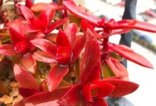 多肉火祭开花后的护理与管理（让多肉植物绽放绚丽之花，实现长久美丽）
