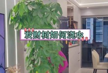 发财树的生长与养护（以新扦插的发财树用不用天天浇水为例）