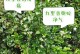 七里香种植指南（掌握七里香种植技巧，打造芳香宜人的花园）