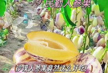人参果的营养价值和食用方式详解（能否直接食用人参果？人参果的营养成分和食用方法介绍）