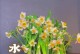室内种水仙花好不好？（水仙花的养殖与注意事项）