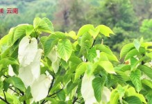鸽子树——神奇的多肉植物（探秘鸽子树的生长习性与繁殖方式）
