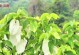 鸽子树——神奇的多肉植物（探秘鸽子树的生长习性与繁殖方式）