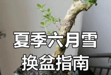六月雪适合种在深盆还是浅盆？（六月雪栽培之深浅盆选用分析）