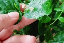 茉莉新叶又小又皱的原因及解决方法（茉莉植物生长过程中叶子出现皱纹的分析与处理技巧）
