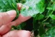茉莉新叶又小又皱的原因及解决方法（茉莉植物生长过程中叶子出现皱纹的分析与处理技巧）