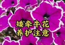 牵牛花的养护指南（打造健康美丽的牵牛花花园）