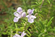 迷迭香的香味与功效（探秘迷迭香的芬芳与魅力）