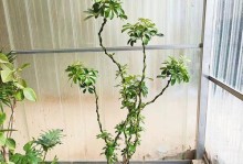 鹅掌柴的耐寒极限究竟是多少？（探究鹅掌柴在寒冷环境下的生存能力）