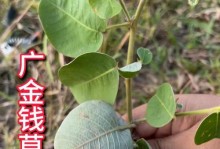 金钱草养护指南（金钱草养护的关键技巧，助你打造绿意盎然的家居环境）