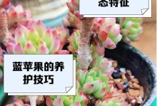 如何养出美丽的蓝苹果多肉爆盆（掌握这些技巧，让你的蓝苹果多肉成为花坛里最亮眼的存在！）