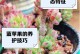 如何养出美丽的蓝苹果多肉爆盆（掌握这些技巧，让你的蓝苹果多肉成为花坛里最亮眼的存在！）