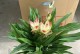 姜荷花的香味究竟从何而来？（探究姜荷花的气味，解密其神秘面纱）