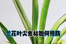 兰花叶子掉光怎么办？（有效措施让兰花重焕生机）