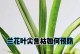 兰花叶子掉光怎么办？（有效措施让兰花重焕生机）
