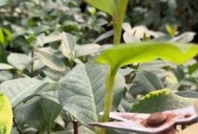 山茶花枝怎么能养活（培养山茶花枝的关键技巧及注意事项）