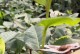 山茶花枝怎么能养活（培养山茶花枝的关键技巧及注意事项）
