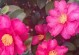 湖南的花卉种植（寻找适合湖南种植的花卉）