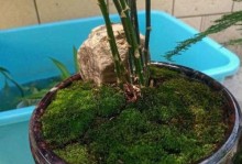种植苔藓（掌握苔藓种植技巧，打造独一无二的花园景观）