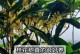 冬季怎样养护桂花（让你的桂花在寒冷的冬季绽放绚丽的花朵）