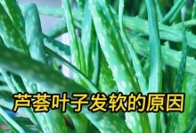 芦荟叶子发黄的原因及处理方法（如何有效解决芦荟叶子发黄问题）