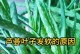 芦荟叶子发黄的原因及处理方法（如何有效解决芦荟叶子发黄问题）